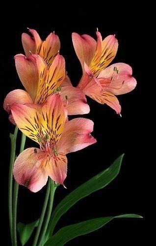 Alstroemeria