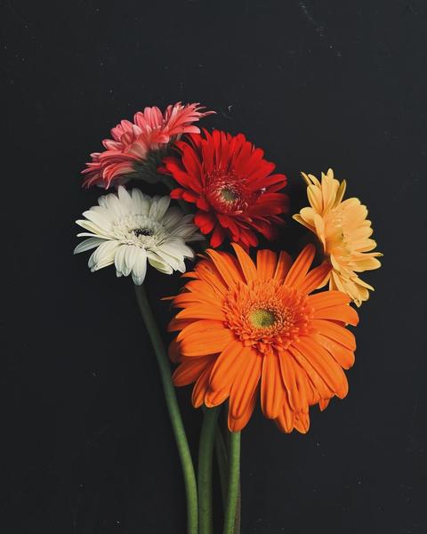Gerbera