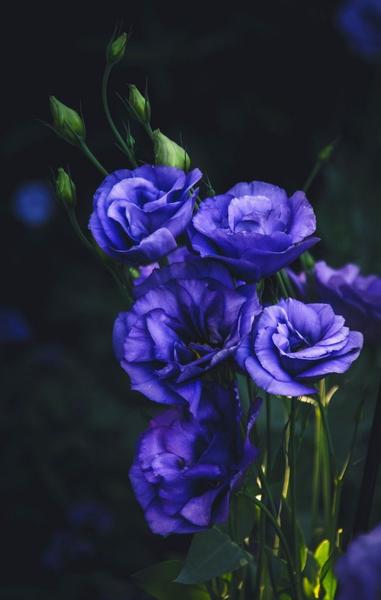 Lisianthus