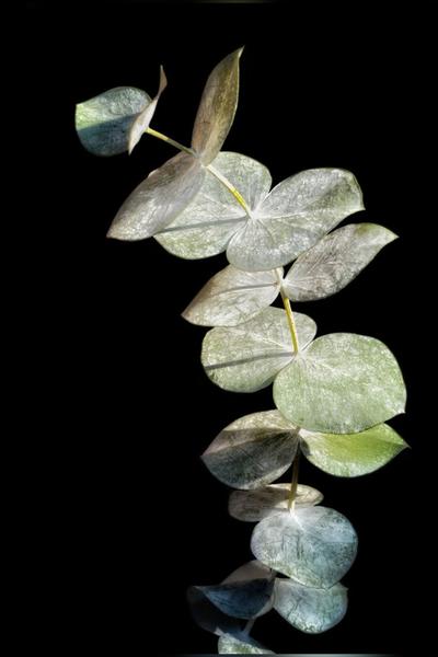 Okaliptus