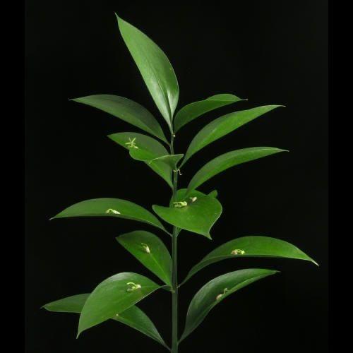 Ruscus