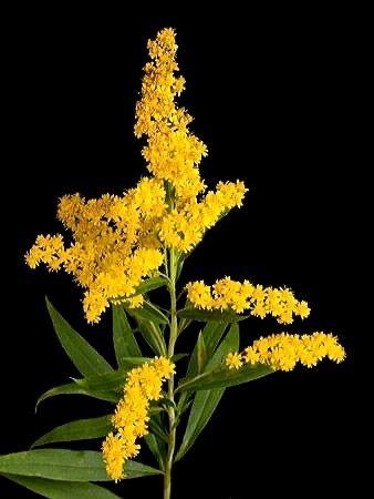 Solidago